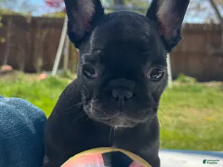 French Bulldog dogs for sale: Urpi - Ad 1