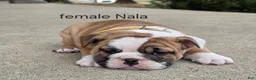 English Bulldog dogs for sale: English Bulldog Puppy 3 - Ad 7