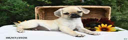 Puggle dogs for sale: Frappe - Ad 5