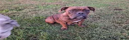 English Bulldog dogs for sale: Tank - Ad 7
