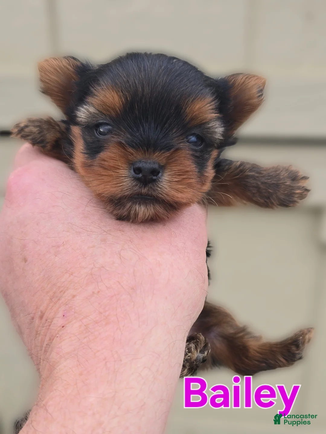 Yorkshire Terrier dogs for sale: Bailey - Ad 1