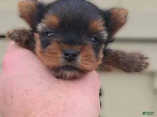 Yorkshire Terrier dogs Bailey - Ad 39