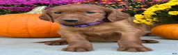 Irish Setter dogs for sale: Shiloh - Ad 6