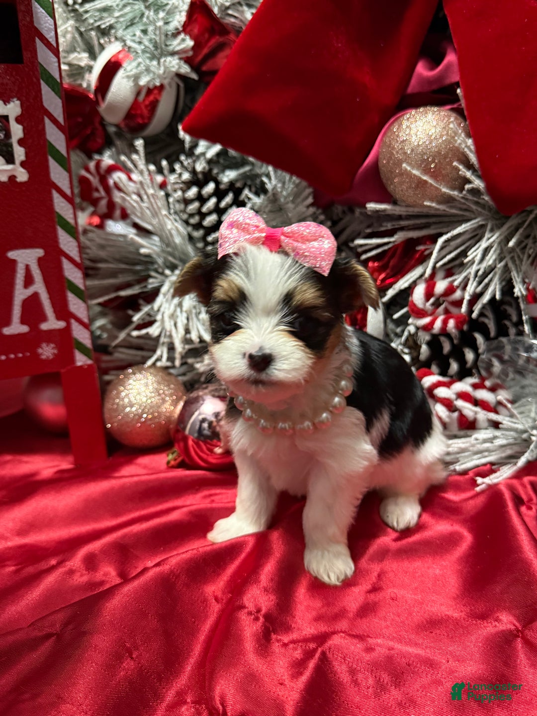 Yorkshire Terrier dogs for sale: Dot - Ad 17