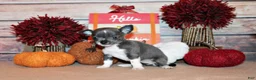 Chihuahua dogs for sale: Pixie - Ad 2