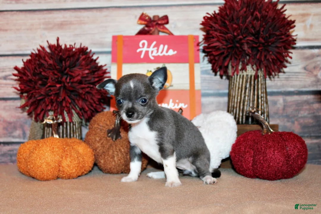 Chihuahua dogs for sale: Pixie - Ad 2