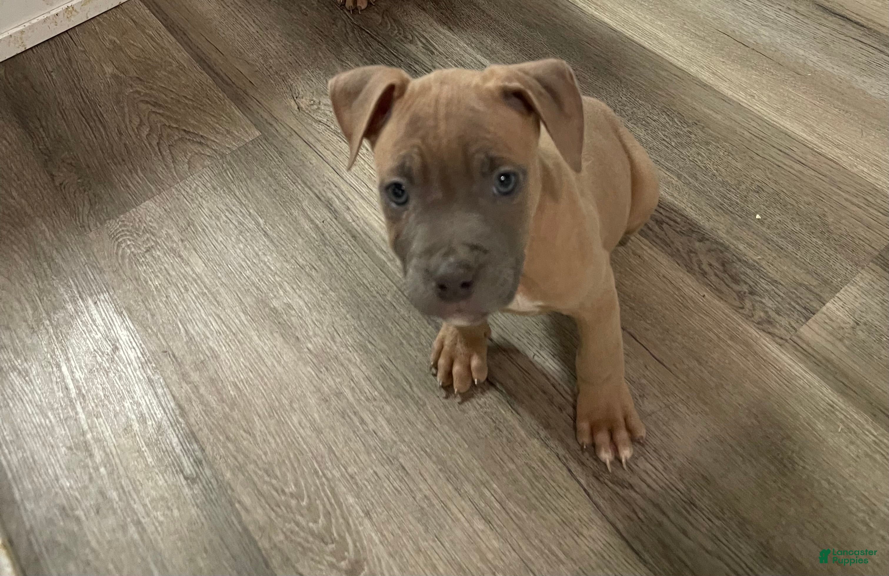 American Pit Bull Terrier dogs American Pit Bull Terrier Puppy 3 - Ad 10