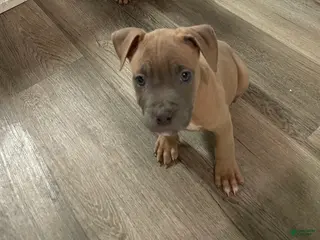 American Pit Bull Terrier dogs American Pit Bull Terrier Puppy 3 - Ad 10