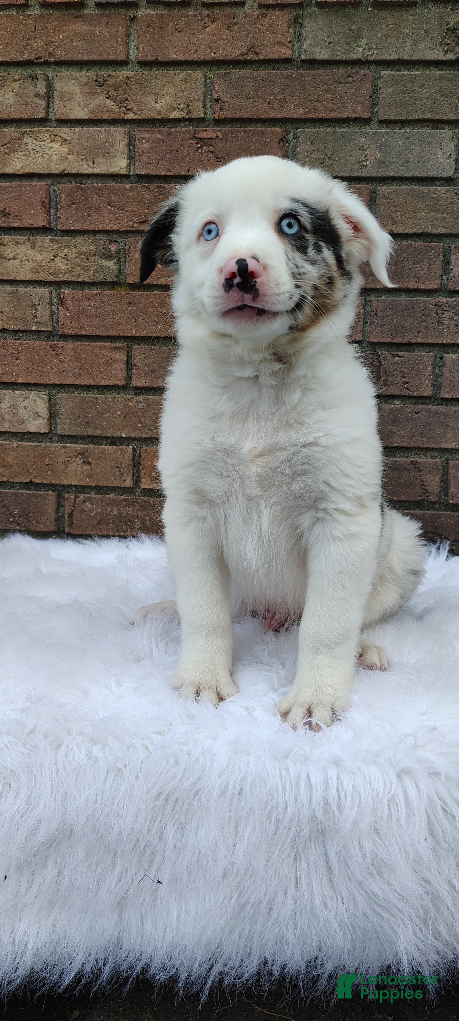 Australian Shepherd dogs Milo - Ad 2