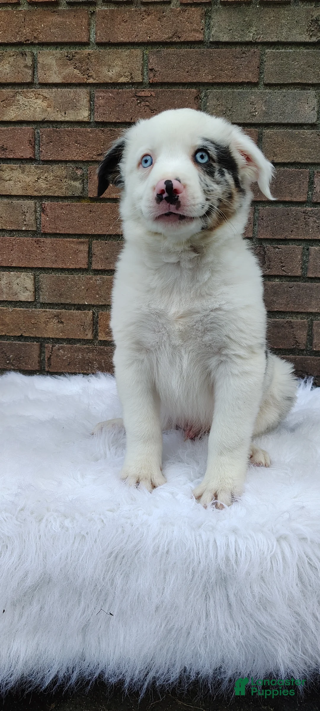 Australian Shepherd dogs for sale: Milo - Ad 2