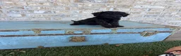Miniature Labradoodle dogs for sale: Bonnie - Ad 9