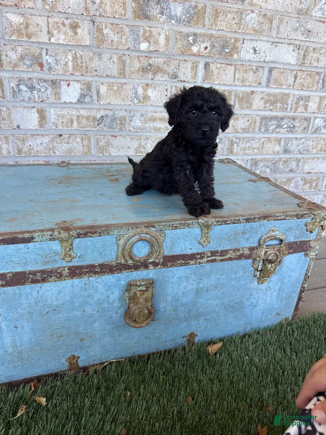 Miniature Labradoodle dogs for sale: Bonnie - Ad 9