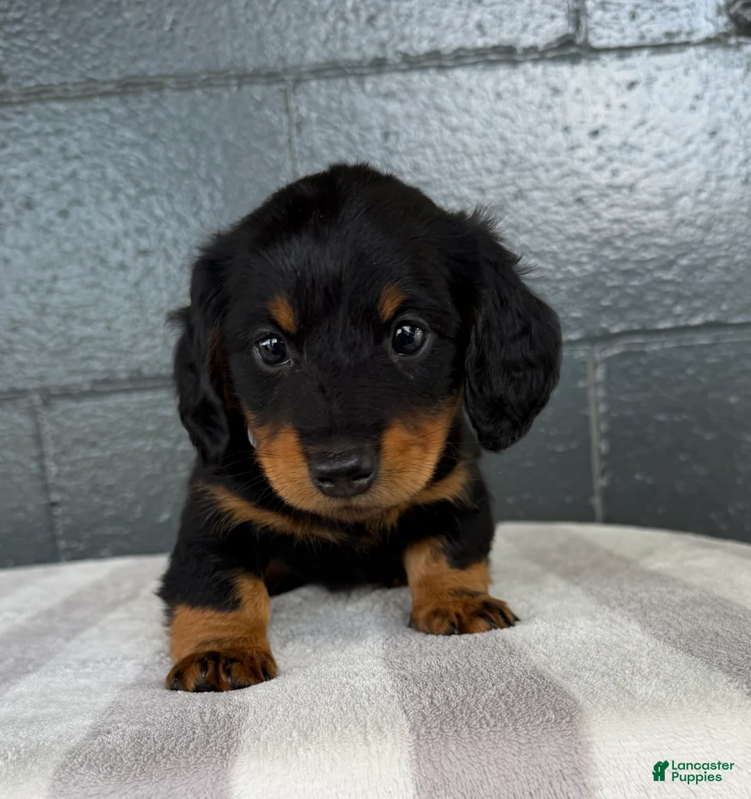 Miniature Dachshund dogs for sale: Austin - Ad 2