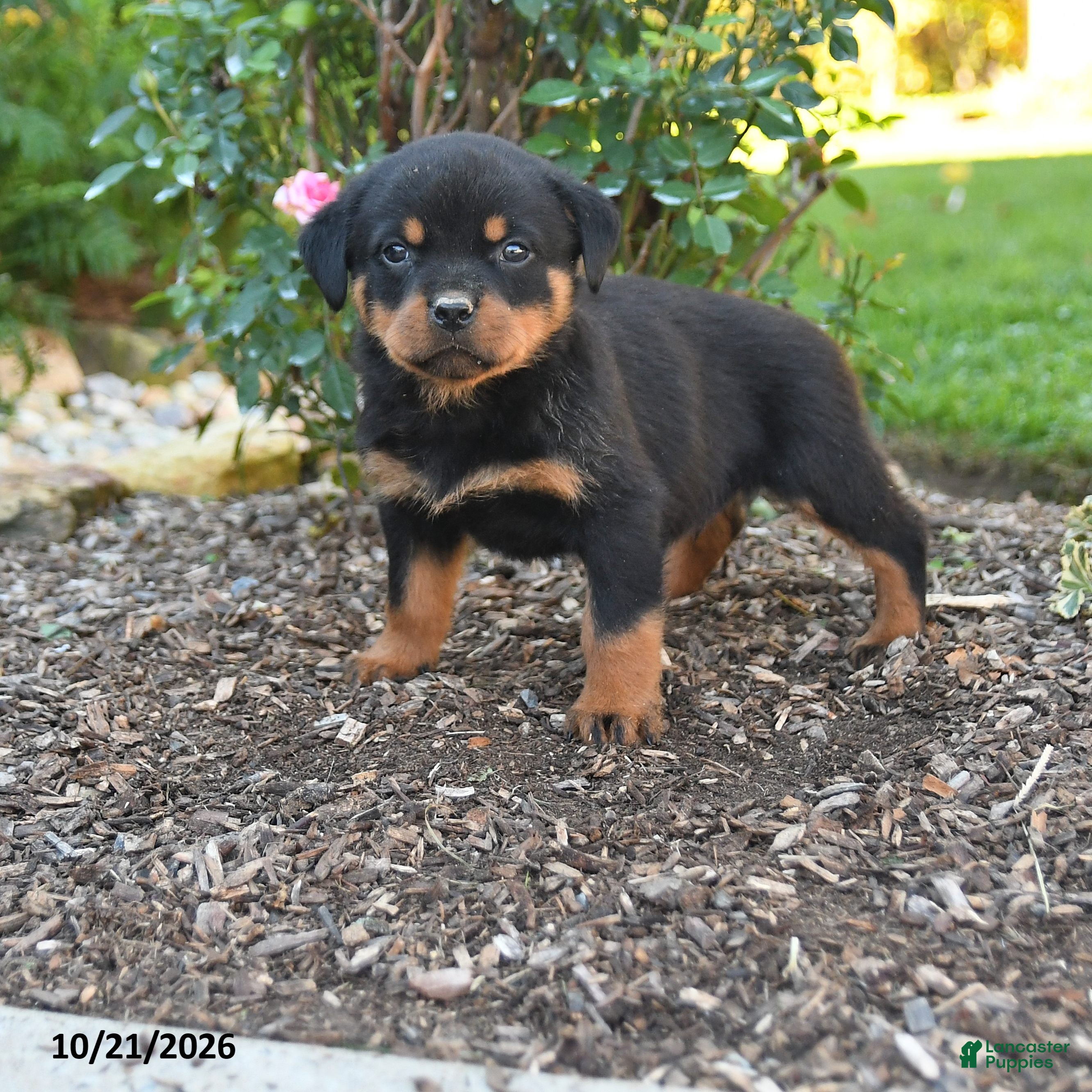 Rottweiler dogs Simba - Ad 1
