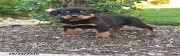 Rottweiler dogs for sale: Simba - Ad 1