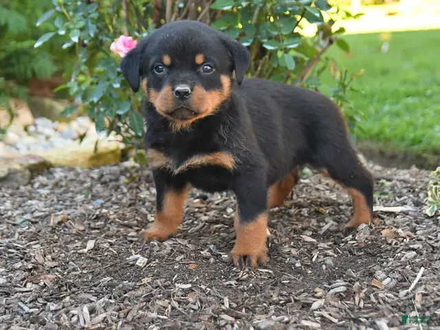 Rottweiler dogs Simba - Ad 1