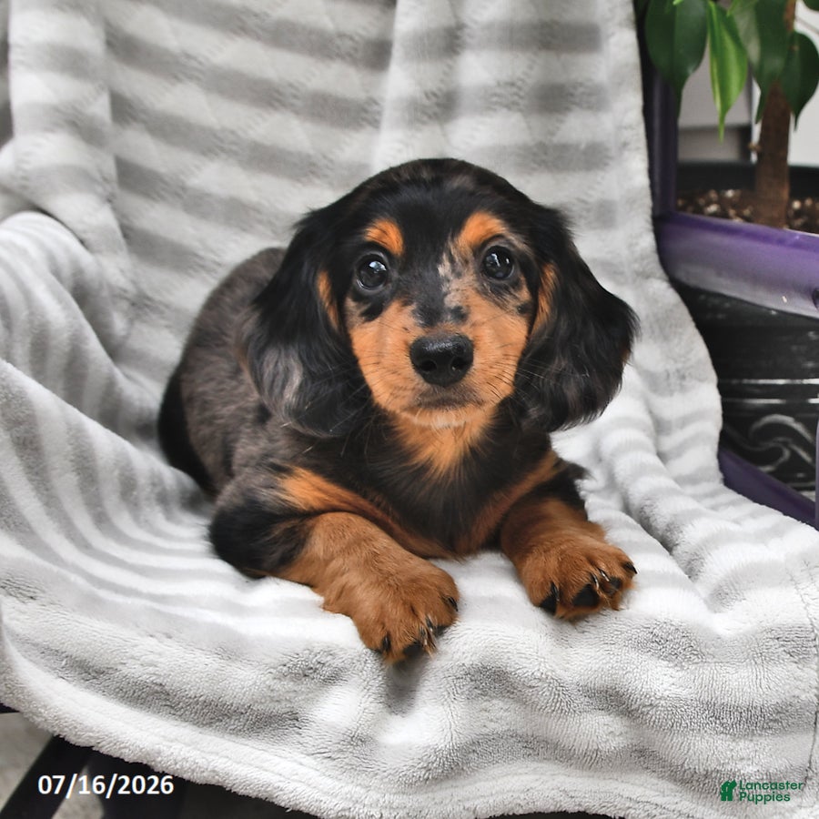 Miniature Dachshund dogs Murphy - Ad 2