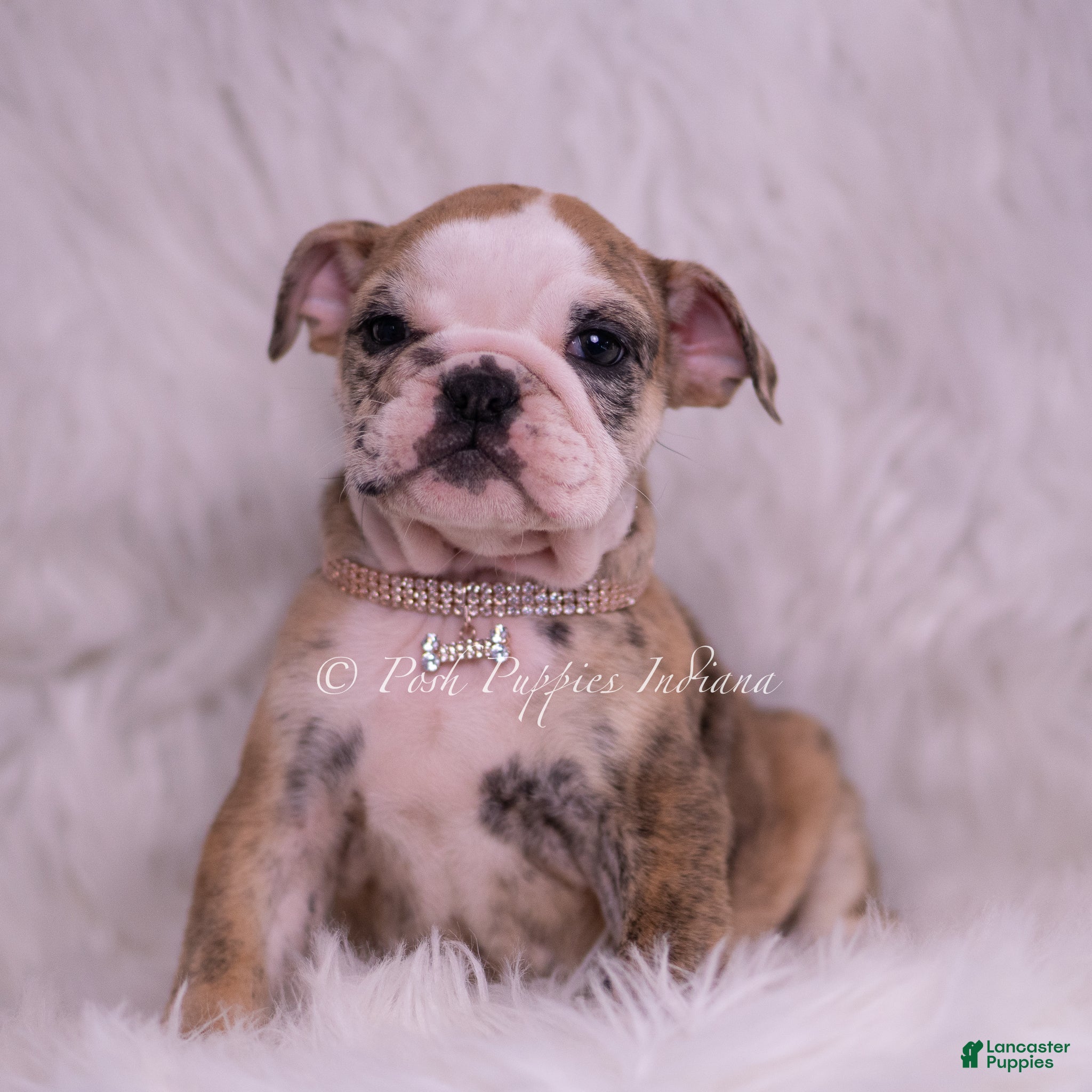 English Bulldog dogs Verushka - Ad 1