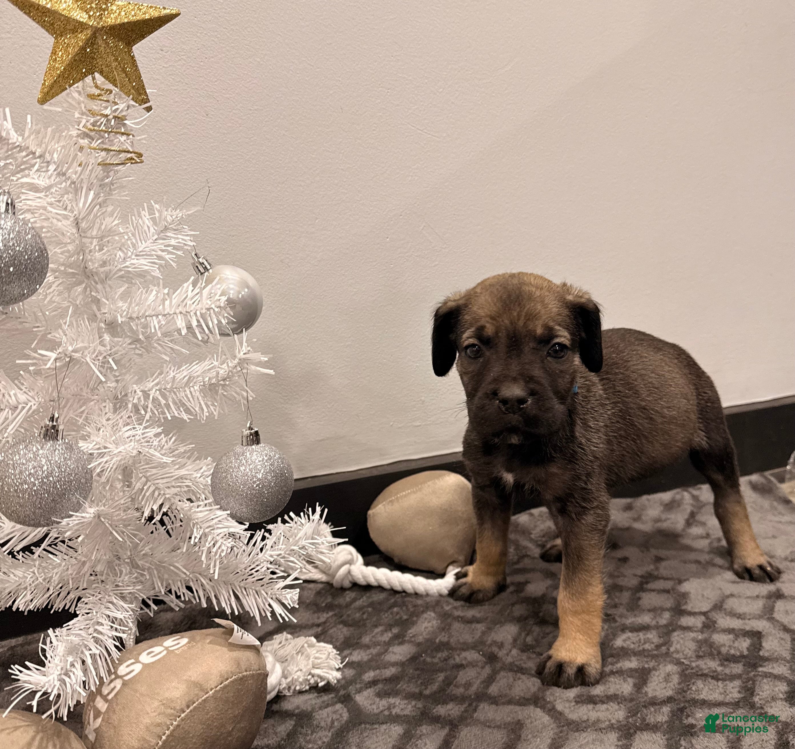 Cane Corso dogs Reign (light Blue) - Ad 15