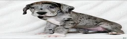Great Dane dogs for sale: Orkid - Ad 5