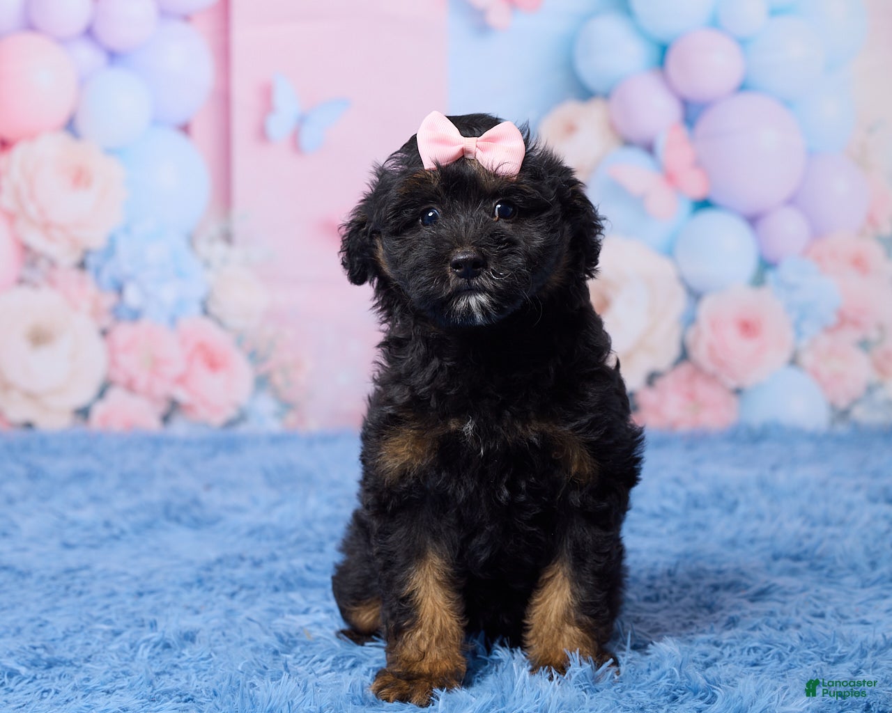Aussiedoodle dogs Grace - Ad 1