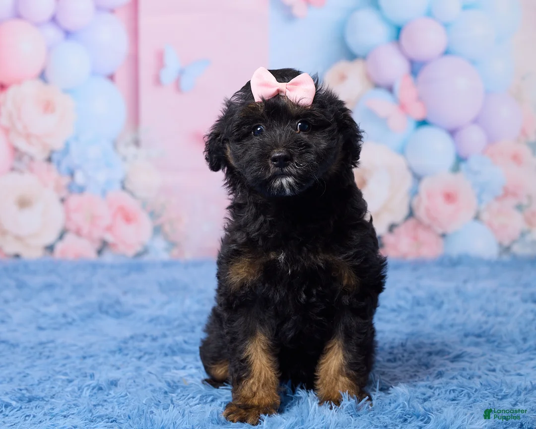 Aussiedoodle dogs for sale: Grace - Ad 1