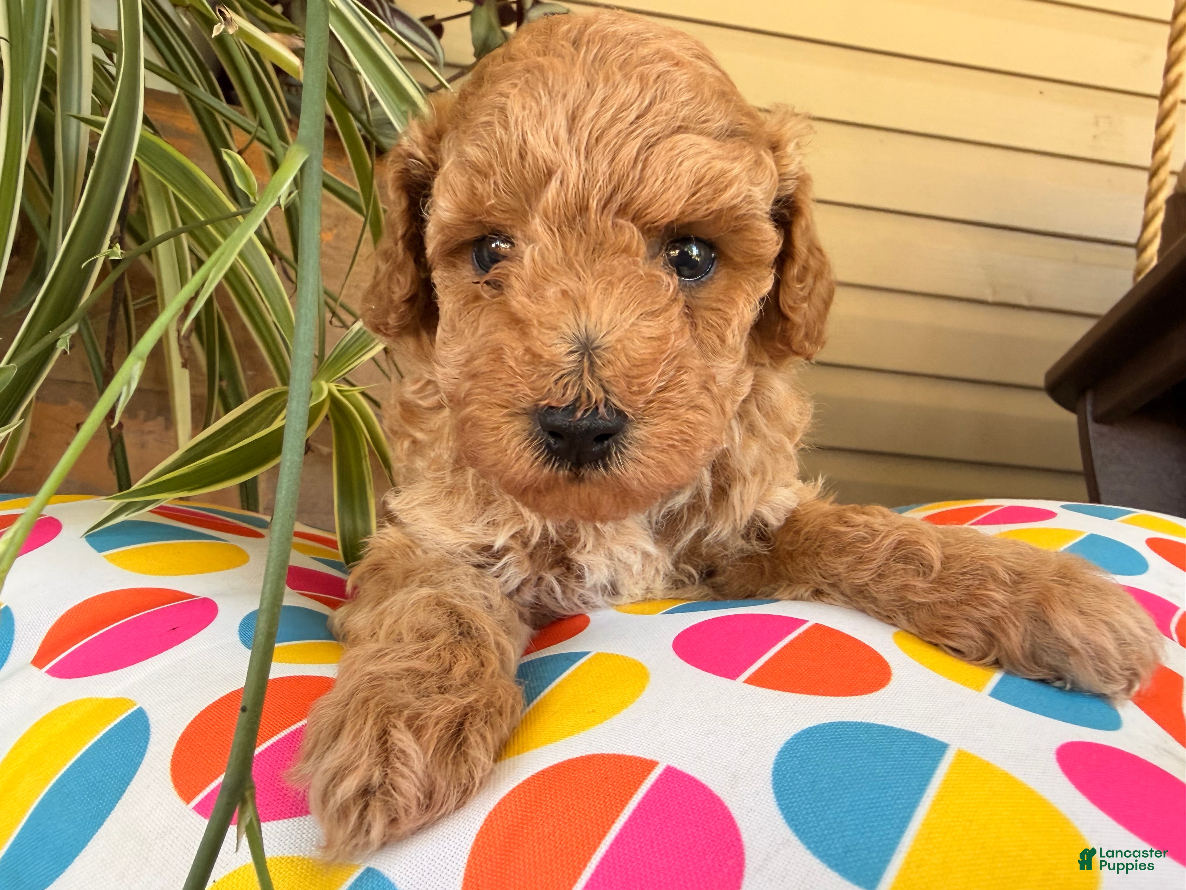 Toy Poodle dogs Mike  - Ad 1