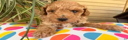 Toy Poodle dogs for sale: Mike  - Ad 1