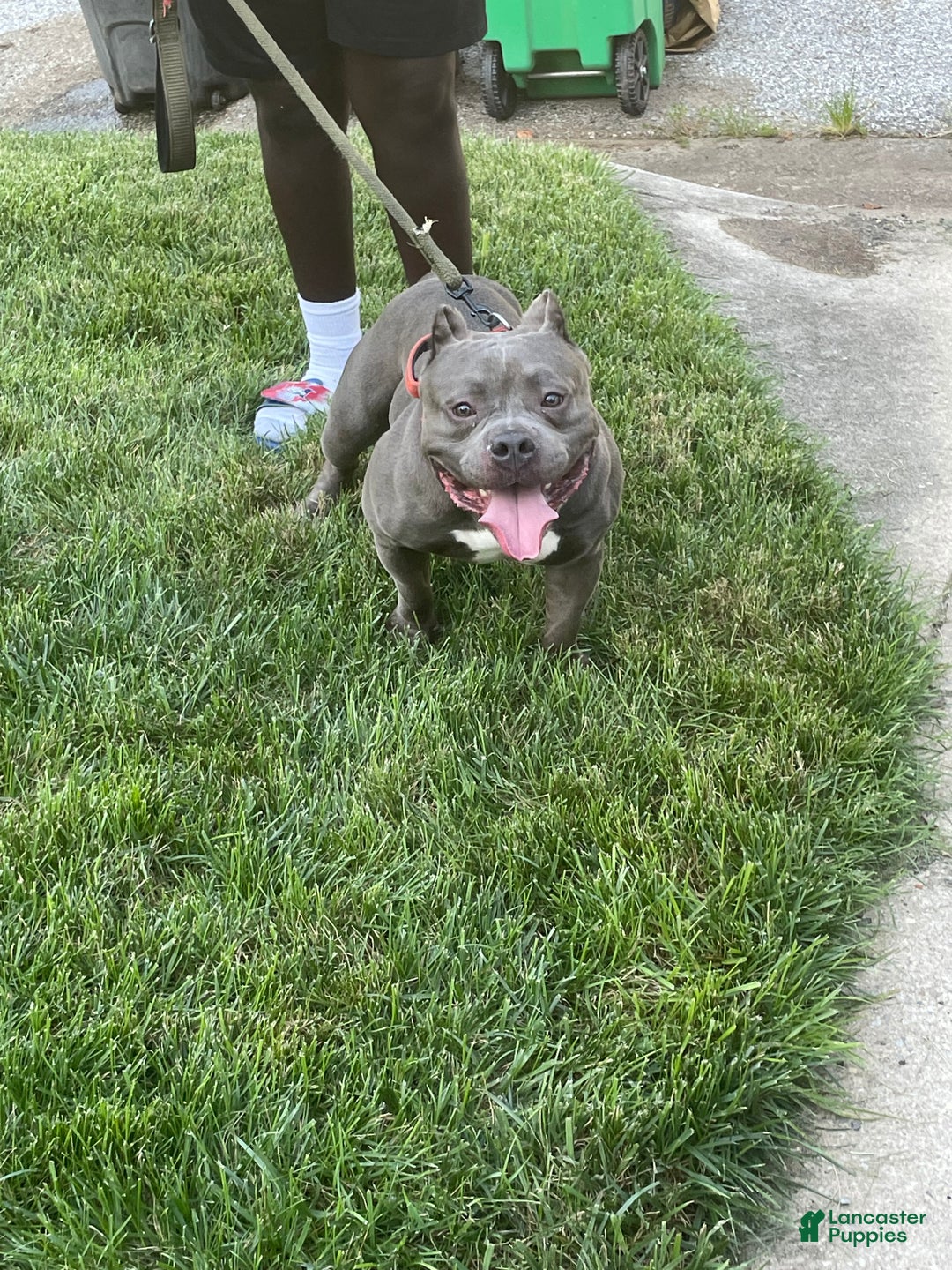 American Bully dogs for sale: Rocko - Ad 15