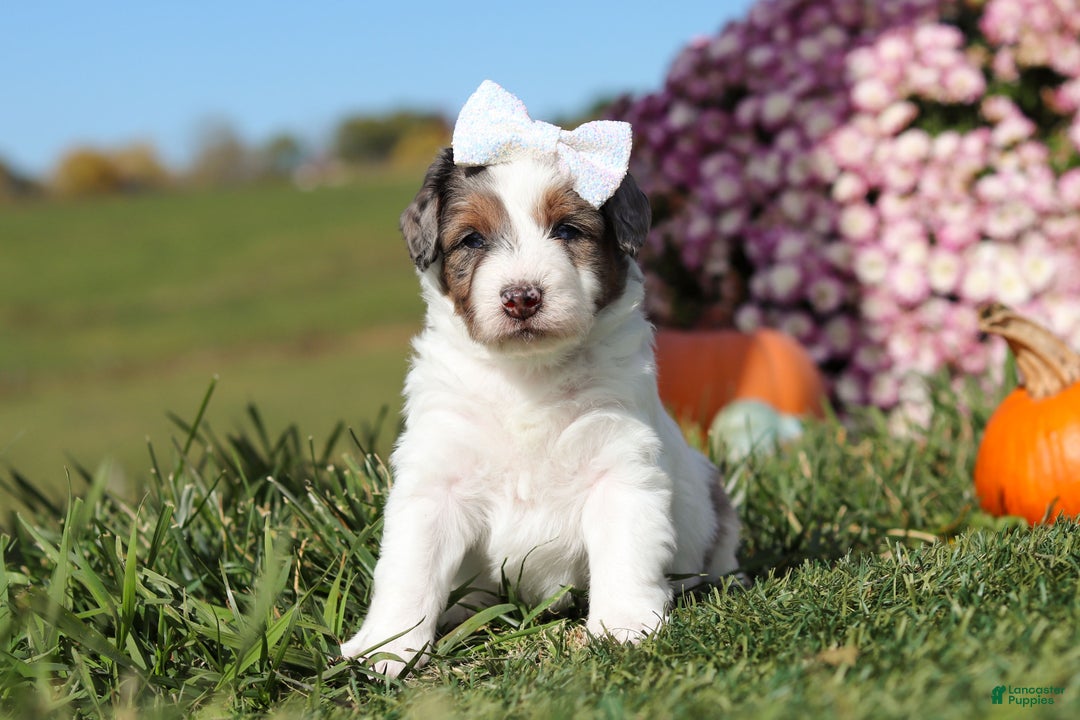 Mini Bernedoodle dogs for sale: Charlotte - Ad 3