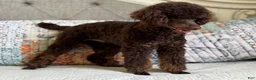 Miniature Poodle dogs for sale: Phineas - Ad 6