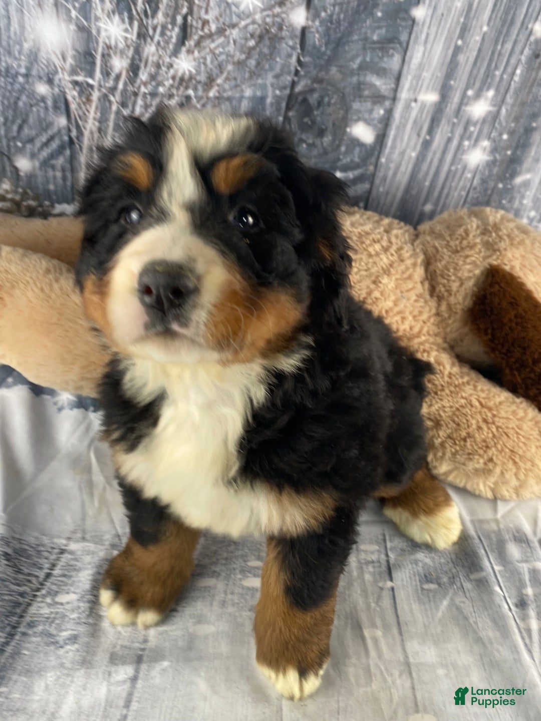 Bernese Mountain Dog dogs for sale: Trixie - Ad 7