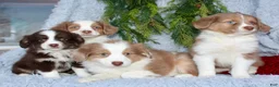 Miniature Australian Shepherd dogs for sale: Jesse - Ad 8