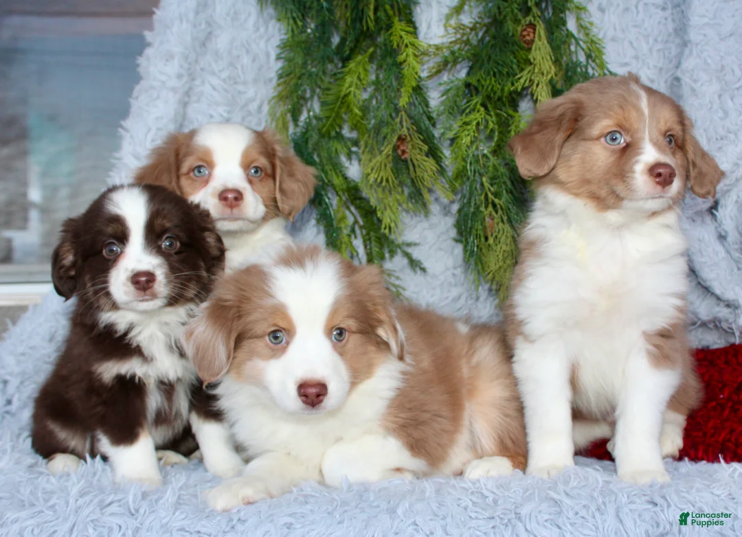 Miniature Australian Shepherd dogs for sale: Jesse - Ad 8