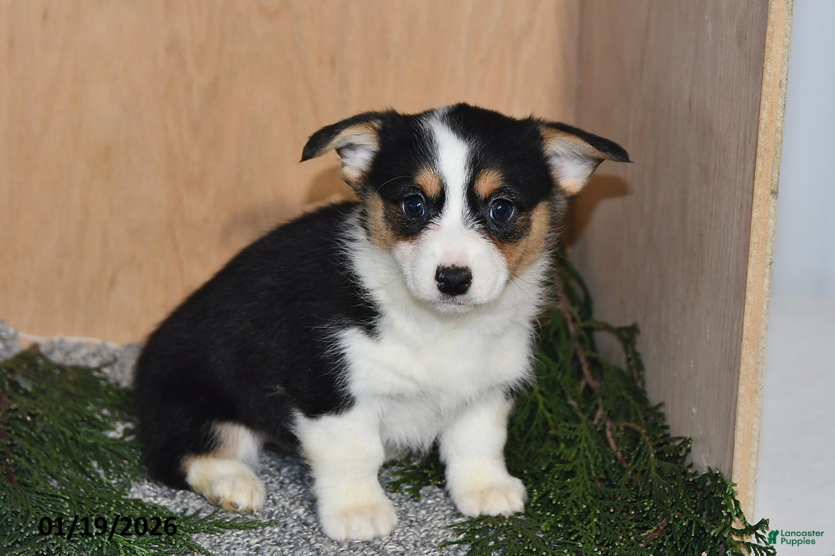 Welsh Corgi Pembroke dogs Sasha - Ad 11