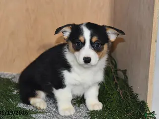 Welsh Corgi Pembroke dogs Sasha - Ad 23