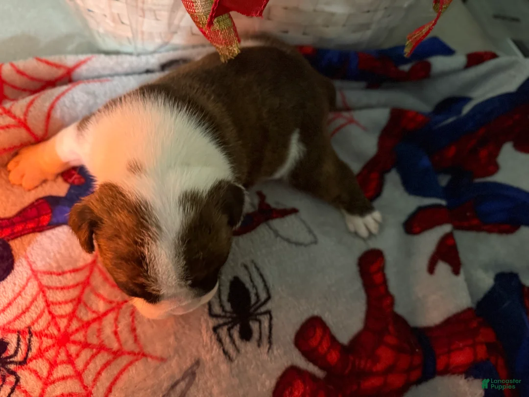 English Bulldog dogs for sale: English Bulldog Puppy 4 - Ad 6