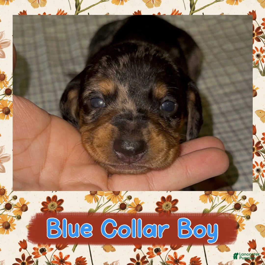 Miniature Dachshund dogs for sale: Blue Collar - Ad 2