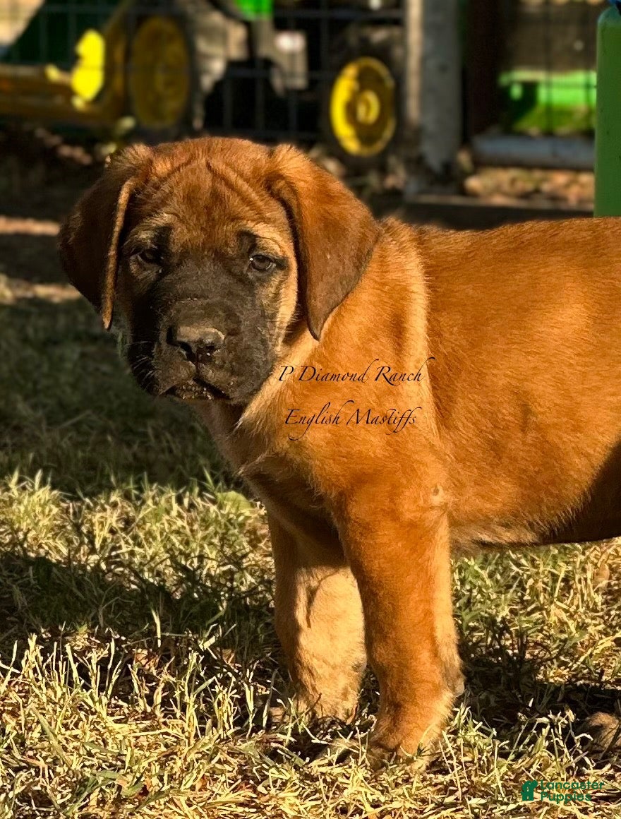 English Mastiff dogs Rocky (Green) - Ad 1