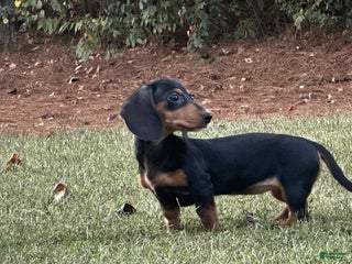 Dachshund dogs - Ad 2