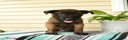 Belgian Malinois dogs for sale: Kafi - Ad 5