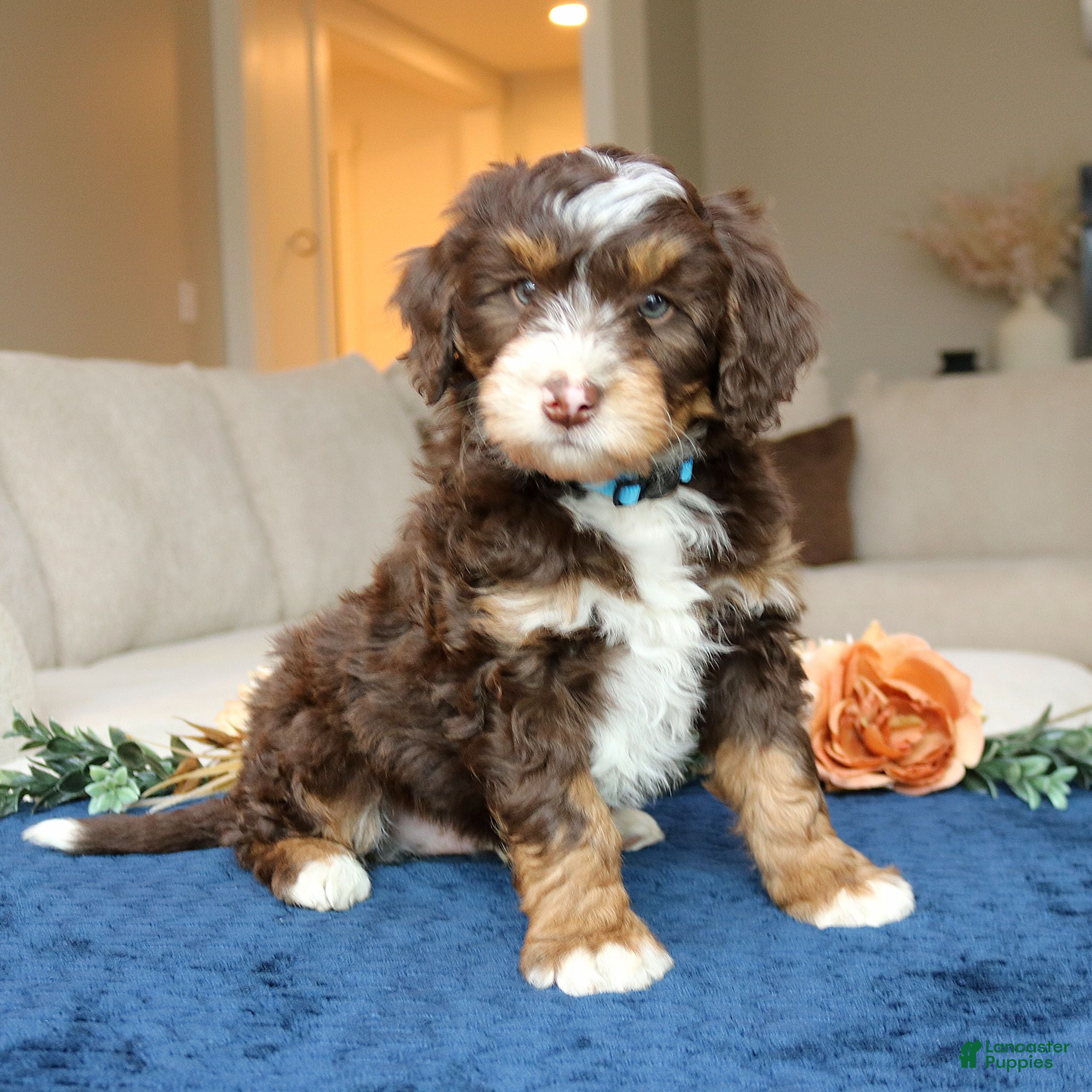 Mini Bernedoodle dogs Diamond  - Ad 1
