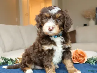 Mini Bernedoodle dogs for sale: Diamond - Ad 4