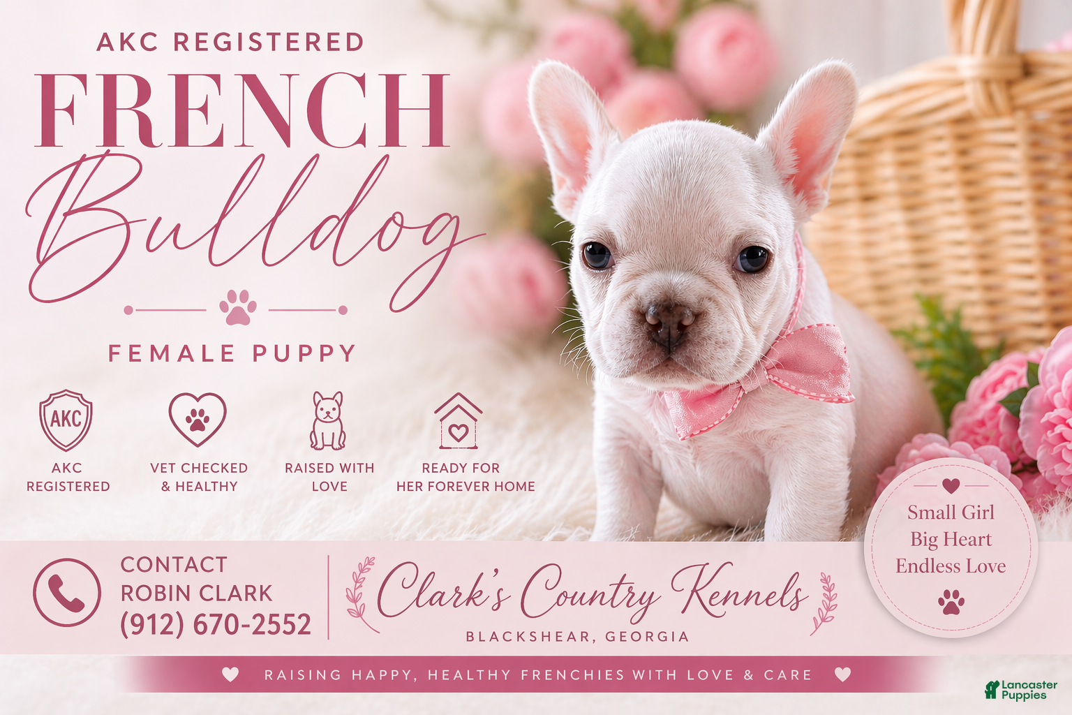 French Bulldog dogs French Bulldog Puppy 2 - Ad 2