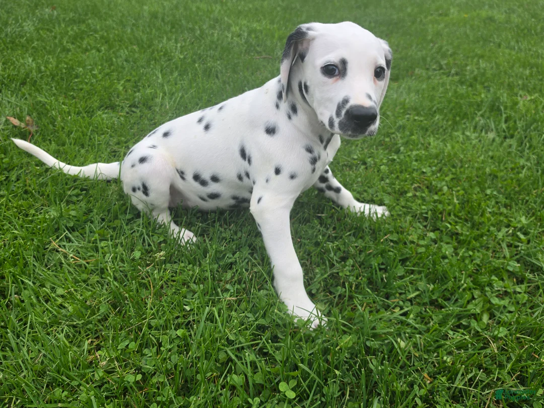Dalmatian dogs for sale: Dalmatian Female 1 - Ad 2