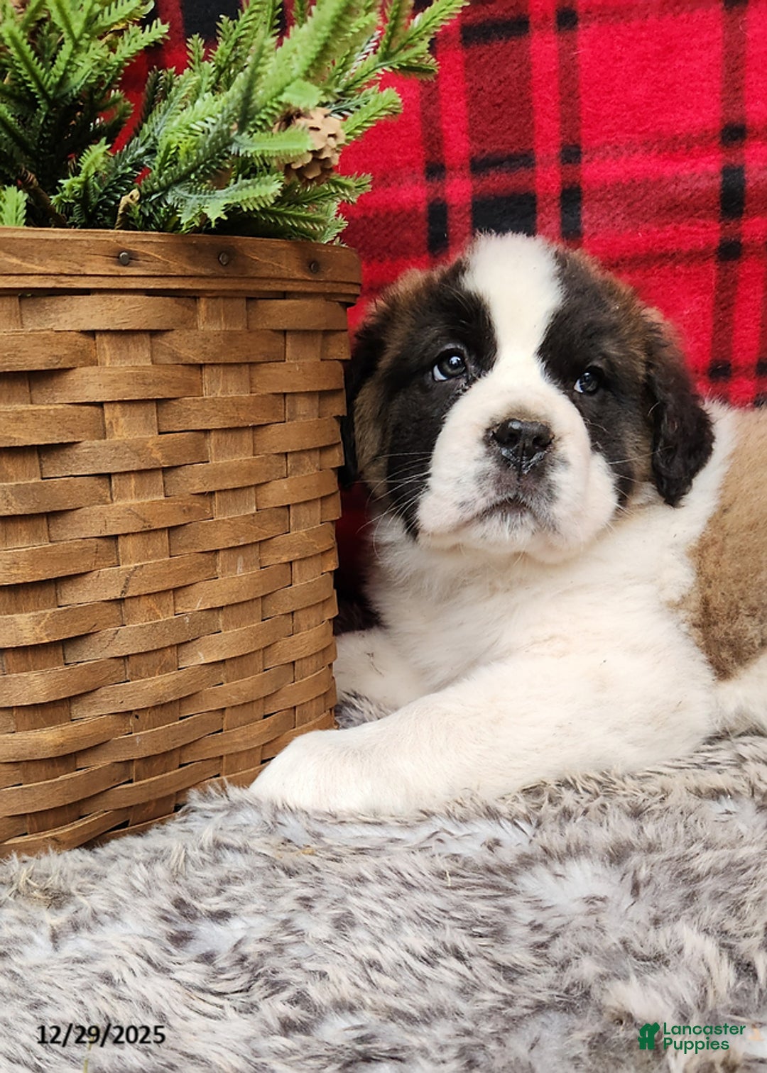 Saint Bernard dogs for sale: Tess - Ad 4