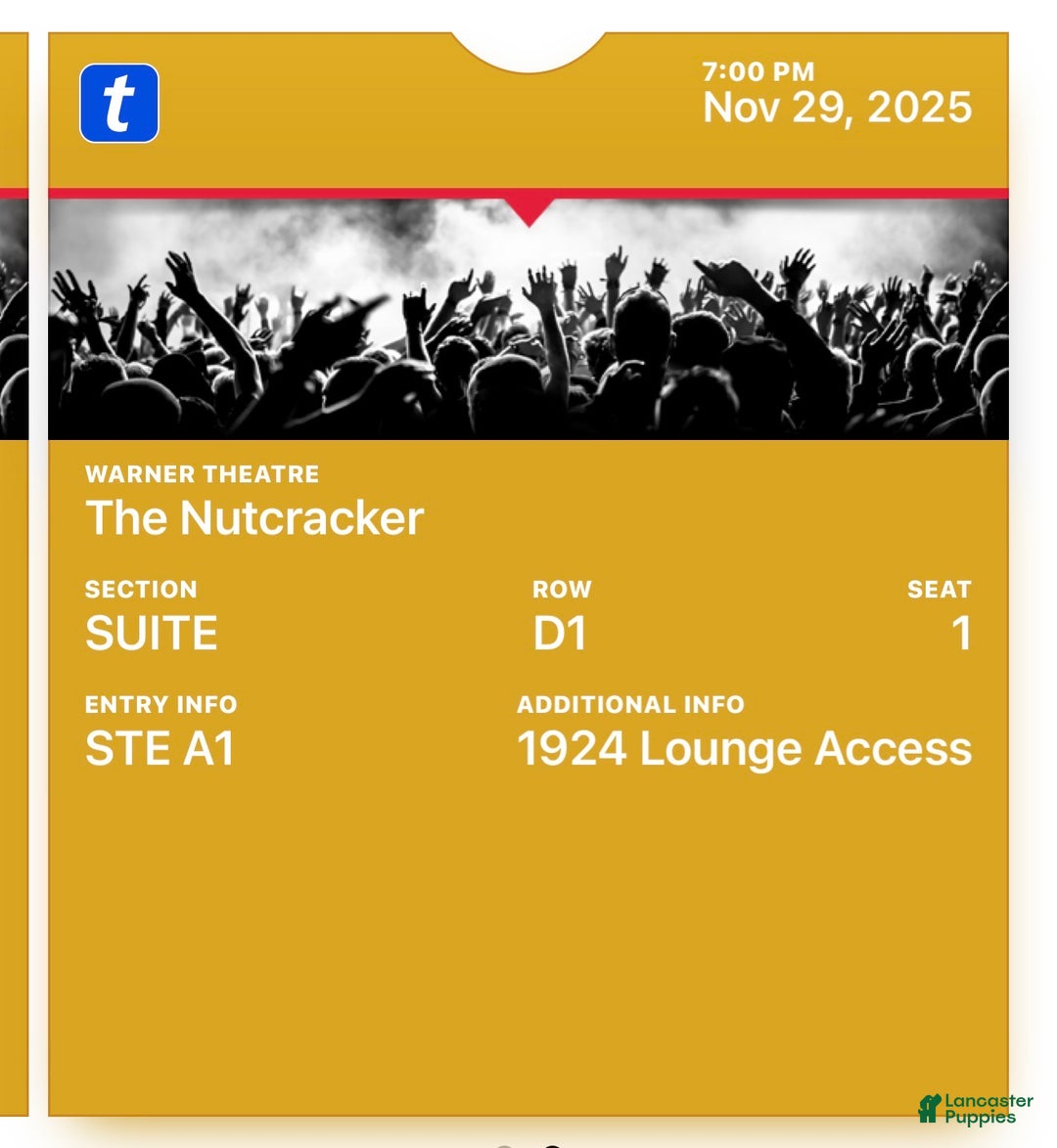 Standard Poodle dogs for sale: Standard Poodle litter of 5 puppies - Ad 6