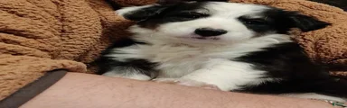 Border Collie Puppy 1