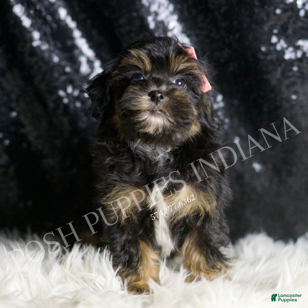 Maltipoo dogs for sale: Beyonce  - Ad 5