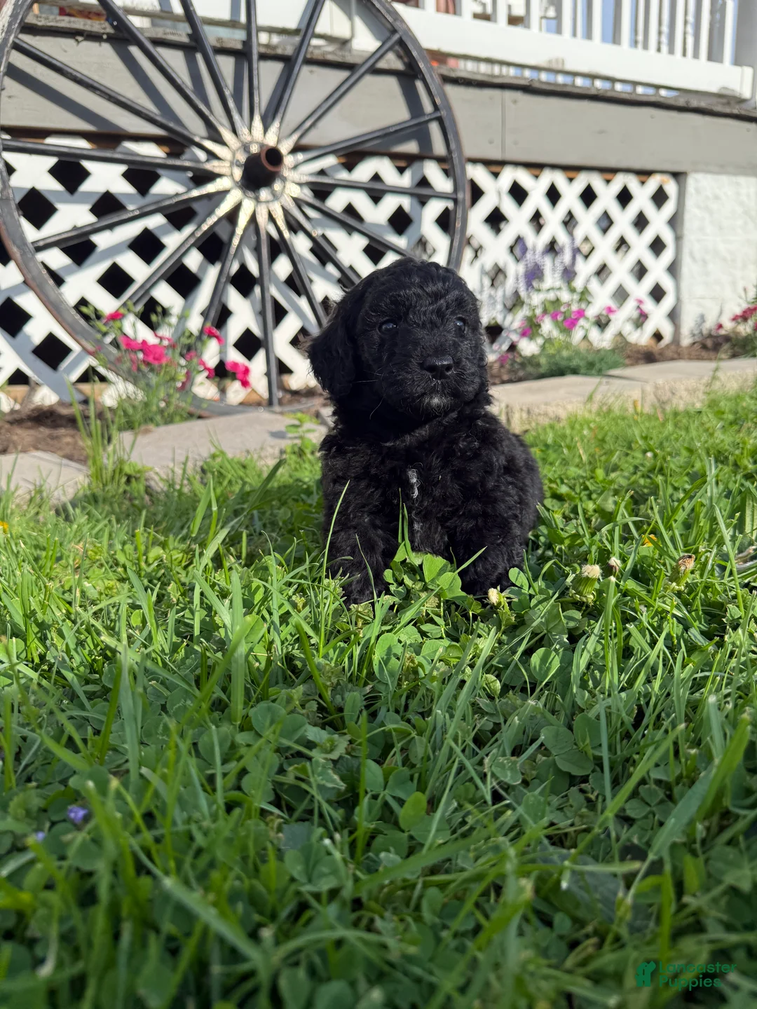 Mini Goldendoodle dogs for sale: Onyx - Ad 2